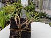 Maxillaria paranaensis propagation from cuttings-max_paranaensis_jp_1-jpg