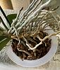 Out of Control Phalaenopsis - aerial roots-orchid-1-jpg