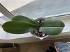 Black spot on orchid leaves, sunburn or infection?-b17953d1-d52e-49ce-b99f-6b0fd6146e55-jpg
