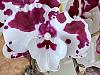 Need ID ideas on phalaenopsis w/3 keikis !!!-img-6352-jpg