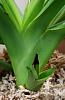 Causes of brown leaf tip on new Phrag growth?-20210225_133257-jpg