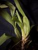 wrinkled pseudobulbs, spots behind the leaves of oncidium plant-img_20210226_224212-jpg