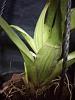 wrinkled pseudobulbs, spots behind the leaves of oncidium plant-img_20210226_224234-jpg