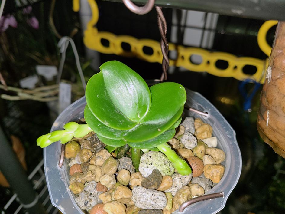 Phal (Sedirea) japonica, dwarf variety-phal-japonica-1-jpg