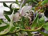 Please identify Dendrobium-20210303_084623-jpg