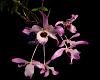 Please identify Dendrobium-4554c-jpg