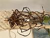 Any hope for my Phal with no leaves?-image6-jpg