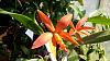 Slc. Orquidacea's Small Fortune SVO7489-slc-_orchidaceas_small_fortune_svo7489_20210305a_seca-jpg
