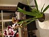Need help with identifying type of orchid-20210305_220115-jpg