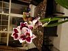 Need help with identifying type of orchid-20210305_220108-jpg