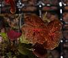 Starting a Masdevallia collection-telipogoniflora-triple-bloom-3-2-21-01-jpg