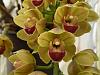 Pendulous Cymbidium season-a0074-cym-drews-delight-fair-orchids-dscn2606-jpg