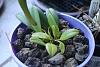 How to Take Care of Bulbophyllum Nymphopolitanum?-bulbophyllum-treschii_15-mar2021-jpg