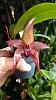 Bulbophyllum More than Aghast-bulbophyllum_more_than_aghast_20210315a_seca-jpg