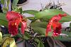 Rlc. Nakornchaisri Red-rlc-nakornchaisri-red_flowers1_16-mar2021-jpg