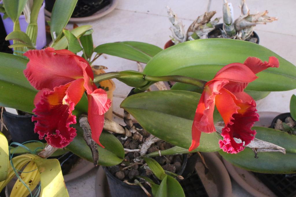Rlc. Nakornchaisri Red-rlc-nakornchaisri-red_flowers1_16-mar2021-jpg