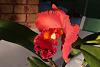 Rlc. Nakornchaisri Red-rlc-nakornchaisri-red_flowers3_16-mar2021-jpg