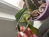 Shriveled Aerial Roots and one Yellow Leaf-orchid-1-jpg
