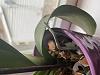 Shriveled Aerial Roots and one Yellow Leaf-orchid-3-jpg