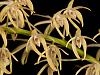 Specimen orchids? Lets see your biggest-1680_den-speciosum-gracilicaule-jpg