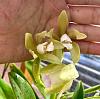 Cattleya guttata rare color varieties (out of season bloomers)-700a0246-78e6-43d6-9e84-9816ac4eaaf0-jpg
