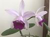 First bloom - Cattleya intermedia-90aae082-1064-4da9-8bcf-0e1ddb358940-jpg
