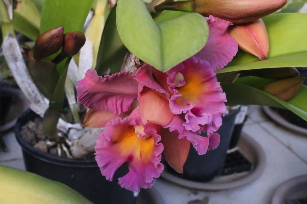 Rlc. Brunswick Gem 'Coral'-rlc-brunswick-gem-coral_1_14-apr2021-jpg