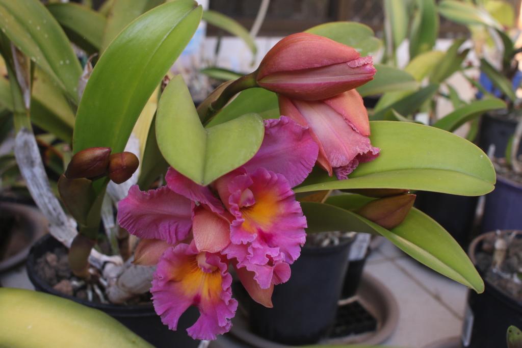 Rlc. Brunswick Gem 'Coral'-rlc-brunswick-gem-coral_15-apr2021-jpg