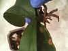 Help!  Can I save these abused phalaenopsis?-phal1_4-jpg