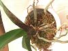 Help!  Can I save these abused phalaenopsis?-phal2_1-jpg