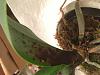 Help!  Can I save these abused phalaenopsis?-phal2_2-jpg