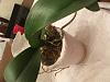 Help!  Can I save these abused phalaenopsis?-phal2_3-jpg