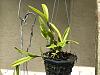 Epidendrum ciliare not growing ?-img_1758-jpg