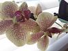 Phalaenopsis Orchid New to Orchids- Progress Report-20210409_172610-jpg