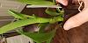 Strange brown growth and dark spot on Cattleya leaves-20210419_233127-jpg