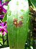 Cattleya leaves with &quot;blisters&quot;-img_1728-jpg