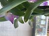 Dendrobium nobile with aggressive soaking brown rot on new leaf tips-e350f31d-970d-4ddb-a123-204ea7811099-jpg