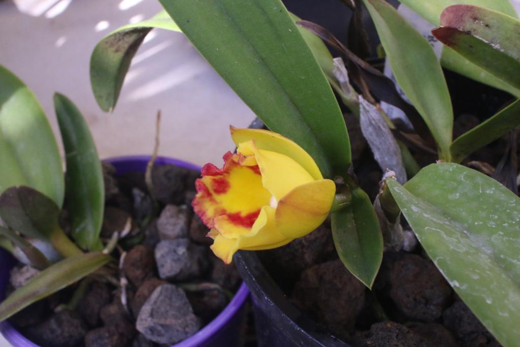 C. Rosella Spice 'Sunshine' x Rth. Mem. Warren Eggins-rosella-spice-sunshine-rth-mem-warren-eggins_2_1-jun2021-jpg