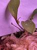 Can lepanthes telipogoniflora produce keikis?-cf667e38-93a2-4385-8646-9d05606dc96f-jpg