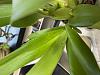 Oncidium with small white dots/rings on new leaves-img_6591-jpg