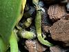 Green/white mold on phalaenopsis roots-2947418f-729b-4018-9e7c-3ffc299fd875-jpg