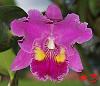 New Hybrid orchids-dsc08835-3-jpg
