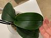 Edges of orchid leaves turning light green-b9a5e717-2b9a-4583-b40b-fb4c0e02231d-jpg
