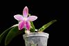 Phalaenopsis Tetrabell-dsc01103-01-01-jpg