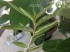 Epidendrum type? Please, help ID-4-hkvcx3xbl2c-jpg