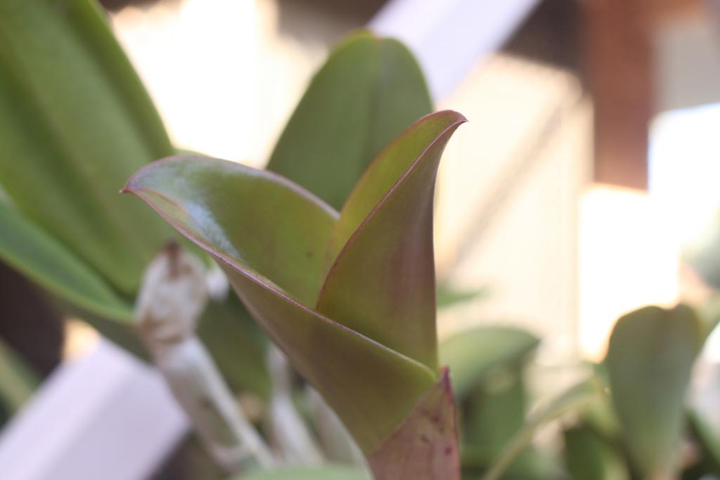 C. violacea 'Muse'-violacea-muse_3_18-july2021-jpg