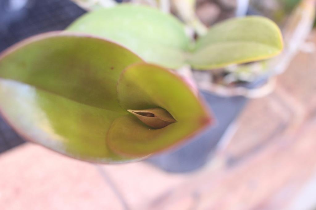 C. violacea 'Muse'-violacea-muse_4_18-july2021-jpg