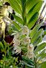 More &quot;While I was away&quot;-dichaea-glauca-jpg