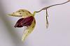 Small Pleurothalis from Costa Rica-dsc09272-miniature-orchid-jpg