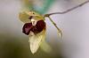 Small Pleurothalis from Costa Rica-dsc09271-miniature-orchid-jpg